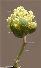  Male Flower